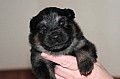 02_kull_4_02v_hane1.jpg 02_kull_4_02v_hane1.jpg