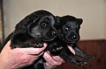 03_kull_4_02v_hane2-3.jpg 03_kull_4_02v_hane2-3.jpg
