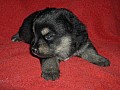 kull_05_02_Akela_3v.JPG kull_05_02_Akela_3v.JPG