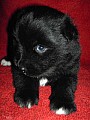 kull_05_03_Akkira_3v.JPG kull_05_03_Akkira_3v.JPG