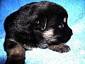 kull_05_05_Arko_3v.JPG kull_05_05_Arko_3v.JPG