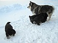 kull_05_06_Barka_valpar.jpg kull_05_06_Barka_valpar.jpg
