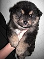 kull_05_07_Akela_5v.jpg kull_05_07_Akela_5v.jpg