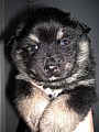 kull_05_10_Arko_5v.jpg kull_05_10_Arko_5v.jpg