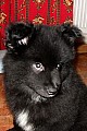 kull_05_12_Akkira_10v.jpg kull_05_12_Akkira_10v.jpg