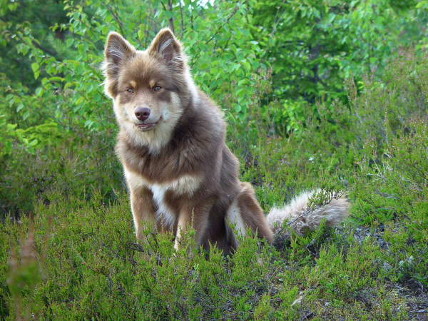 tjarro_06.JPG